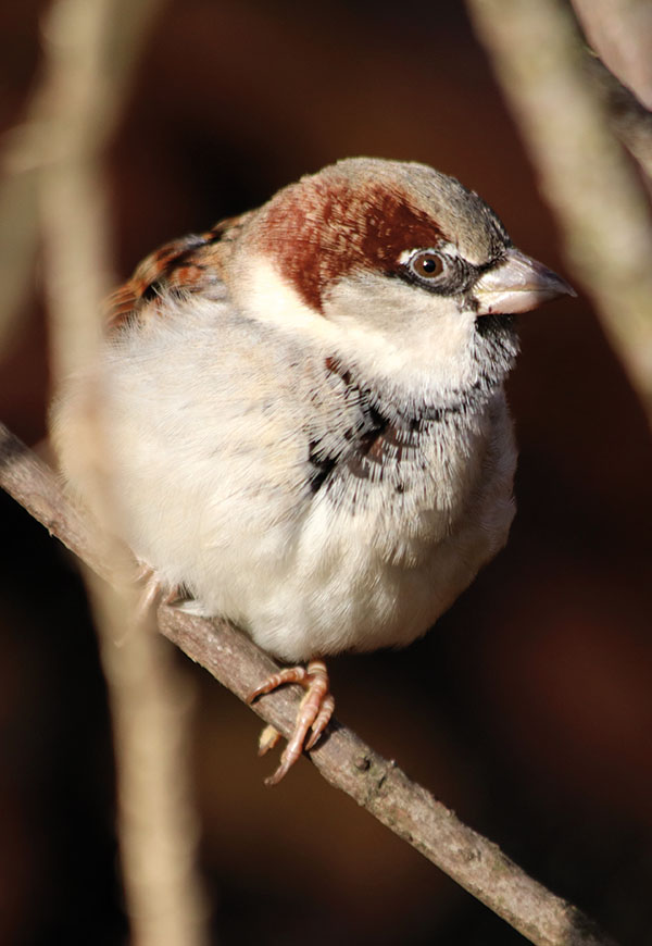 Haussperling